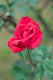 image0259