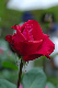 image0260