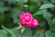 image0265