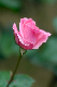 image0266