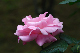 image0267