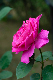 image0269