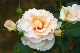 image0270