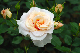 image0271