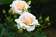 image0275