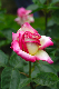 image0276