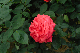 image0278