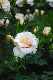 image0286