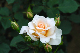 image0287