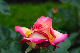 image0288