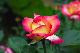 image0290