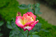 image0291