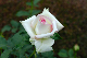 image0293