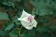 image0294