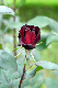 image0295