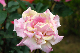 image0299