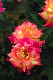 image0301