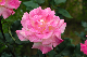 image0303