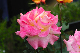 image0305