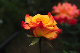 image0306