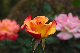 image0307
