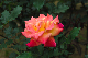 image0309
