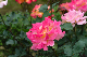 image0310