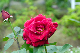 image0311
