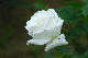 image0313