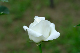 image0316