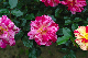 image0318