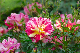 image0321