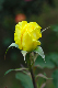 image0335