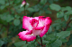 image0337