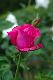 image0339