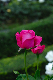 image0341