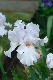 image0343