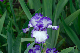 image0345