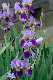 image0346