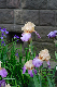 image0347