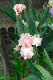 image0349