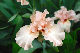image0350