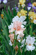 image0352