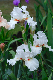 image0353