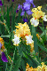 image0355