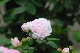 image0362