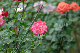 image0366