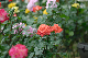 image0367