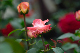 image0368