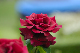 image0369